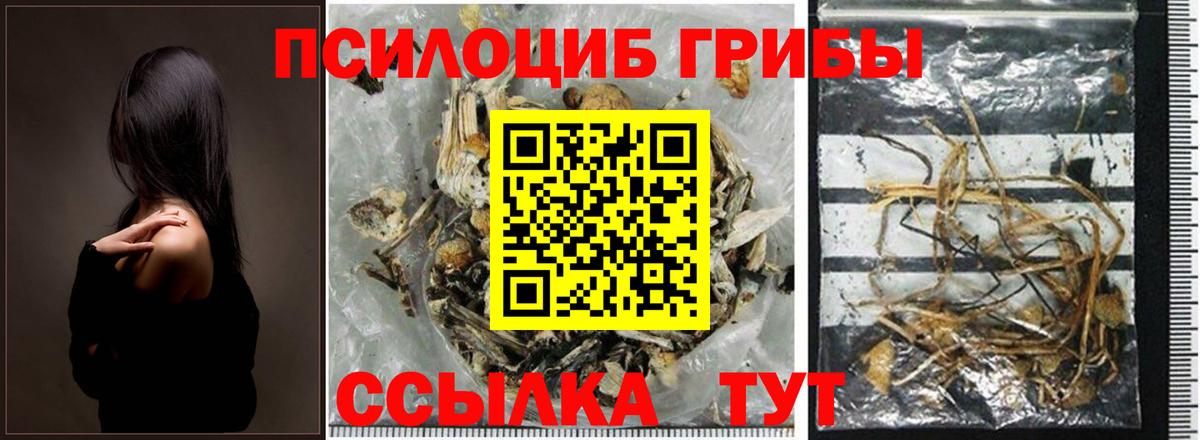 Псилоцибиновые грибы Psilocybe Азнакаево